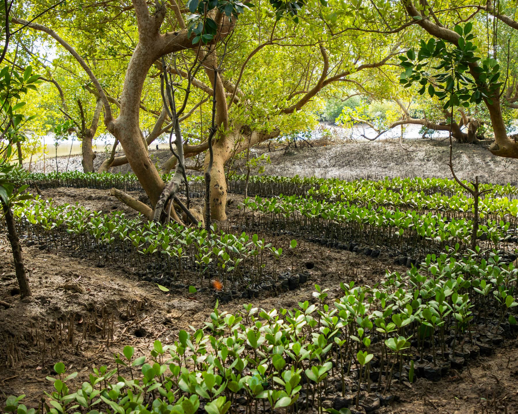 A mangrove nursery of thousands of potted seedlings shaded by mature trees