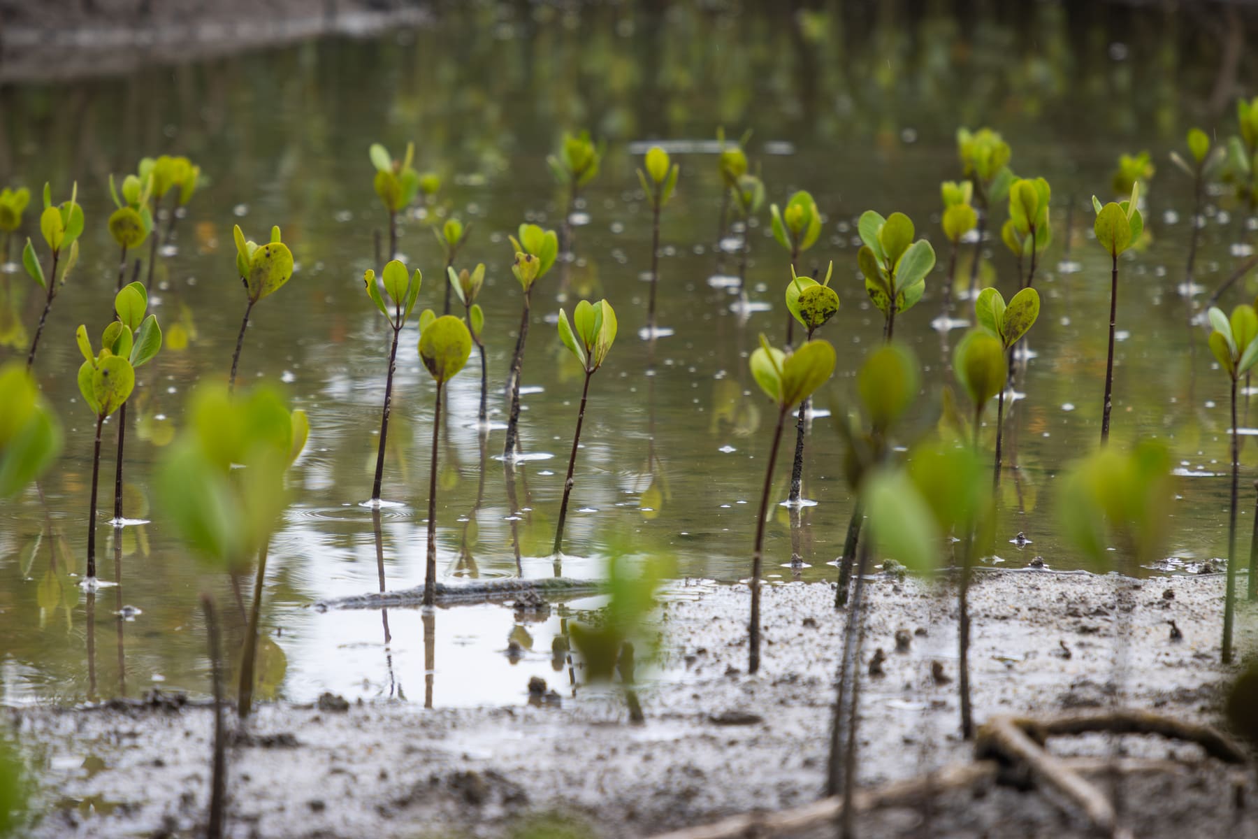 Young seedlings standing in floodwater at a waterlogged restoration site